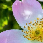 wild-rose